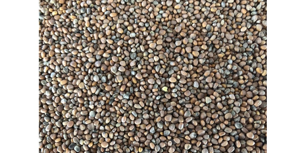 Radish, Black organic seeds
